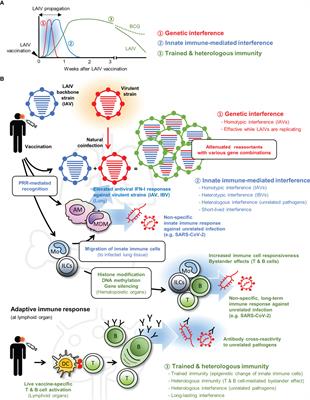 Prospects on Repurposing a Live Attenuated Vaccine for the Control of Unrelated Infections